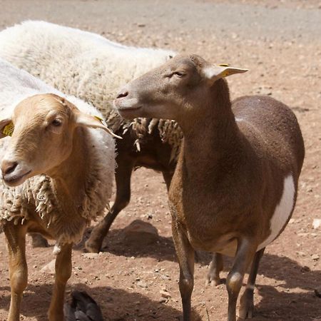 Wohnung Aulaga أغيميس المظهر الخارجي الصورة